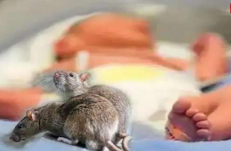 ಗಮನಿಸಿ : ನಿಮ್ಮ ಮನೆಯಲ್ಲಿರುವ `ಇಲಿಗಳನ್ನು’ ಓಡಿಸಲು ಜಸ್ಟ್ ಹೀಗೆ ಮಾಡಿ.!