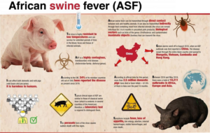 african pig fever