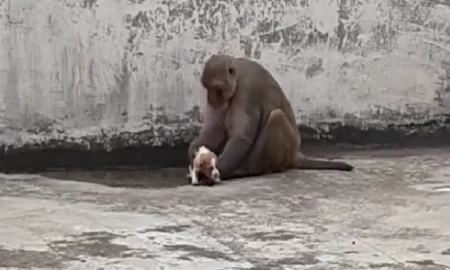 Viral video: A puppy in a monkey's lap: Here's the viral video