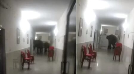 Elephants enter a hospital ward inside army cantonment in Bengal's Jalpaiguri district. (