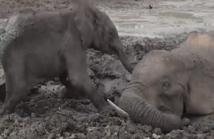 BREAKING : ಹಾರೋಬೆಲೆ ಡ್ಯಾಂ ಹಿನ್ನೀರಿನಲ್ಲಿ ಮುಳುಗಿ ಎರಡು ಕಾಡಾನೆಗಳು ಸಾವು!