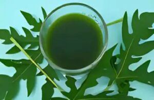 ಪಪ್ಪಾಯಿ ಎಲೆಗಳಲ್ಲಿದೆ ಅದ್ಭುತ ಆರೋಗ್ಯ ರಹಸ್ಯ: ಸಂಜೀವಿನಿಗಿಂತ ಕಡಿಮೆಯಿಲ್ಲ ಈ ‘ಹಸಿರು ಚಿನ್ನ’!