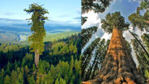 Largest Trees on Earth