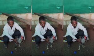 VIRAL NEWS Chicken surprised by laying blue eggs