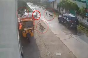 SHOCKING : 7 ವರ್ಷದ ಬಾಲಕಿ ಮೇಲೆ ಬೀದಿ ನಾಯಿಗಳ `ಡೆಡ್ಲಿ ಅಟ್ಯಾಕ್’ : ಆಘಾತಕಾರಿ ವಿಡಿಯೋ ವೈರಲ್ | WATCH VIDEO