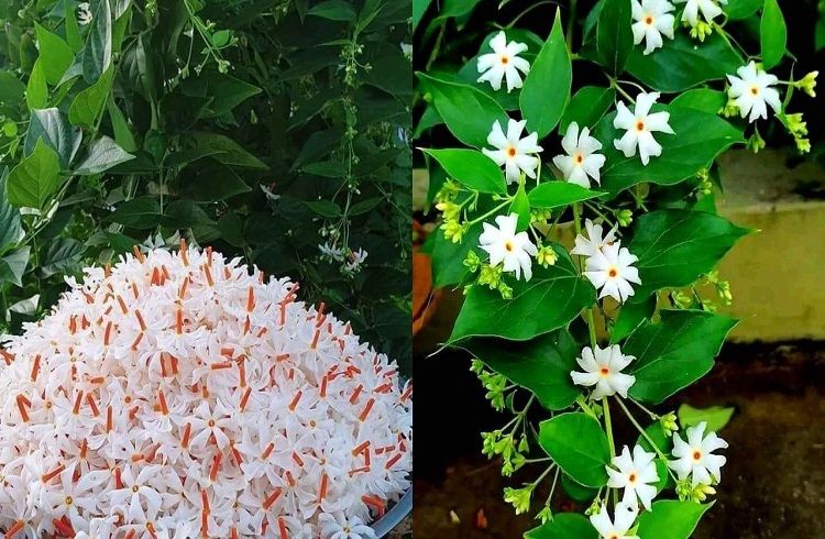 `ಪಾರಿಜಾತ’ ಹೂವುಗಳನ್ನು ಕೀಳಬೇಡಿ! ಅದರ ಹಿಂದಿನ ಪೌರಾಣಿಕ ರಹಸ್ಯ ತಿಳಿಯಿರಿ