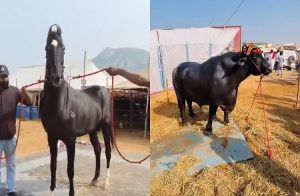 OMG: ಈ ಕುದುರೆ ಬೆಲೆ 15 ಕೋಟಿ, ಒಂದು ಎಮ್ಮೆಗೆ 23 ಕೋಟಿ