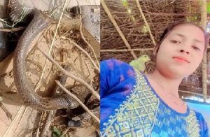SHOCKING : ಮೇವಿನ ಯಂತ್ರದಲ್ಲಿ 3 ತುಂಡುಗಳಾಗಿ ಕತ್ತರಿಸಿದ್ರೂ ಕಚ್ಚಿದ ಹಾವು : ಯುವತಿ ಸಾವು.!