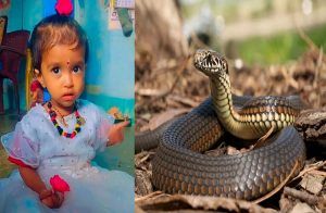 SHOCKING : ಪೋಷಕರೇ ಎಚ್ಚರ : ಮನೆಯಲ್ಲೇ `ಹಾವು’ ಕಚ್ಚಿ ಒಂದೂವರೆ ವರ್ಷದ ಮಗು ಸಾವು.!