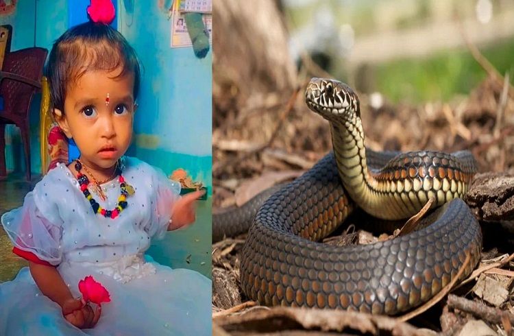 SHOCKING : ಪೋಷಕರೇ ಎಚ್ಚರ : ಮನೆಯಲ್ಲೇ `ಹಾವು’ ಕಚ್ಚಿ ಒಂದೂವರೆ ವರ್ಷದ ಮಗು ಸಾವು.!