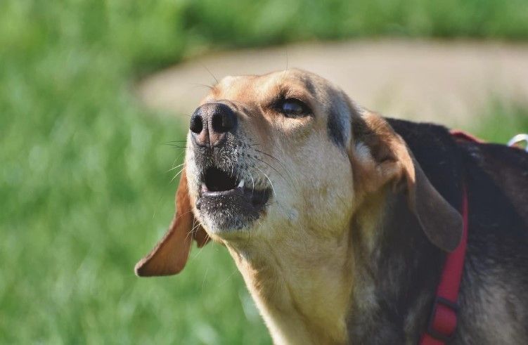 ರಾತ್ರಿ ವೇಳೆ ಮನೆಯ ಮುಂದೆ ನಾಯಿ ಬೊಗಳುವುದು ಅಶುಭವೇ.? ಶಕುನ ಶಾಸ್ತ್ರ ಹೇಳುವುದೇನು ಗೊತ್ತಾ.?