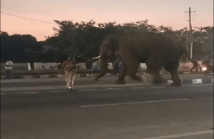 BREAKING : ಹೆಜ್ಜೇನು ಕಚ್ಚಿದ ಬಳಿಕ ಗುಂಡ್ಲುಪೇಟೆಗೆ ನುಗ್ಗಿದ ಆನೆ : ದಿಕ್ಕಾಪಾಲಾಗಿ ಓಡಿದ ಜನ, ತಪ್ಪಿದ ಭಾರಿ ಅನಾಹುತ!