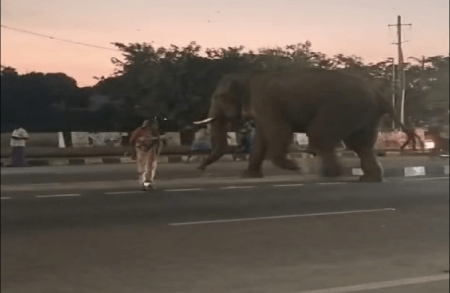 BREAKING : ಹೆಜ್ಜೇನು ಕಚ್ಚಿದ ಬಳಿಕ ಗುಂಡ್ಲುಪೇಟೆಗೆ ನುಗ್ಗಿದ ಆನೆ : ದಿಕ್ಕಾಪಾಲಾಗಿ ಓಡಿದ ಜನ, ತಪ್ಪಿದ ಭಾರಿ ಅನಾಹುತ!