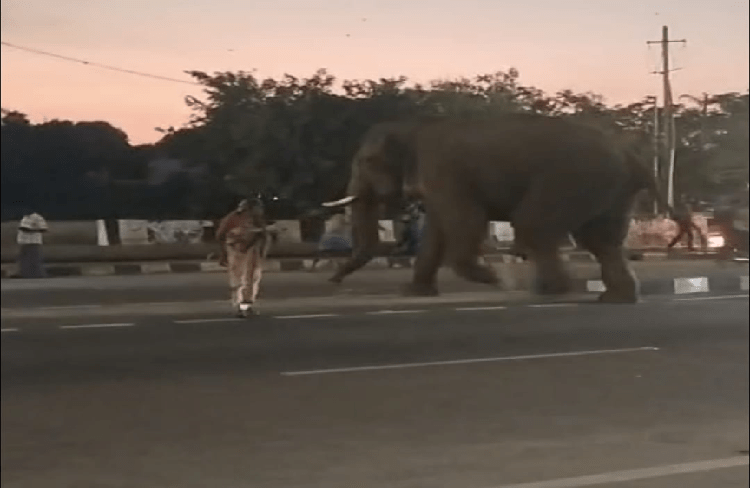 BREAKING : ಹೆಜ್ಜೇನು ಕಚ್ಚಿದ ಬಳಿಕ ಗುಂಡ್ಲುಪೇಟೆಗೆ ನುಗ್ಗಿದ ಆನೆ : ದಿಕ್ಕಾಪಾಲಾಗಿ ಓಡಿದ ಜನ, ತಪ್ಪಿದ ಭಾರಿ ಅನಾಹುತ!