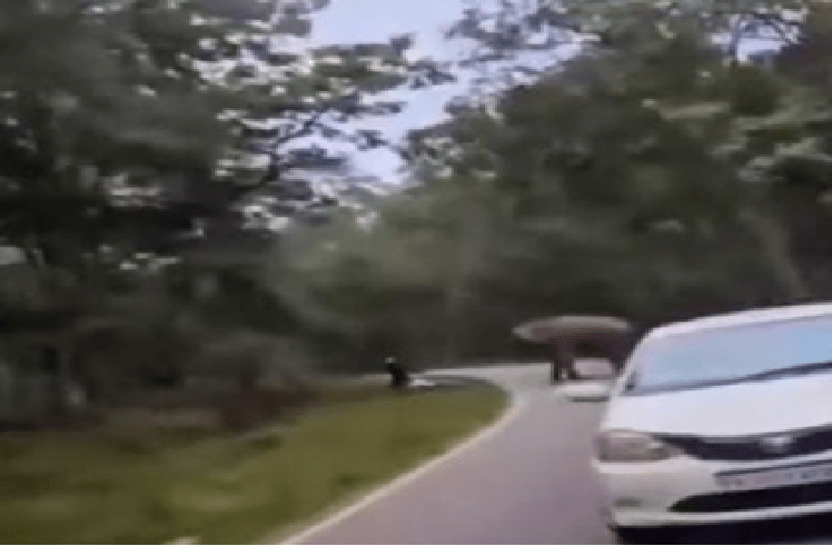 ಚಾಮರಾಜನಗರ : ಕಾಡಾನೆ ದಾಳಿಗೆ ಬೆಚ್ಚಿದ ಬೈಕ್ ಸವಾರ : ಕೂದಲೆಳೆ ಅಂತರದಲ್ಲಿ ಪ್ರಾಣಾಪಾಯದಿಂದ ಪಾರು