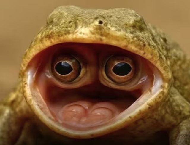 OMG : ಅಚ್ಚರಿಯಾದ್ರೂ ಸತ್ಯ : ಈ ಕಪ್ಪೆಗೆ ತಲೆಯ ಮೇಲೆ ಅಲ್ಲ, ಬಾಯಿಯಲ್ಲಿ ಕಣ್ಣುಗಳಿವೆ.!