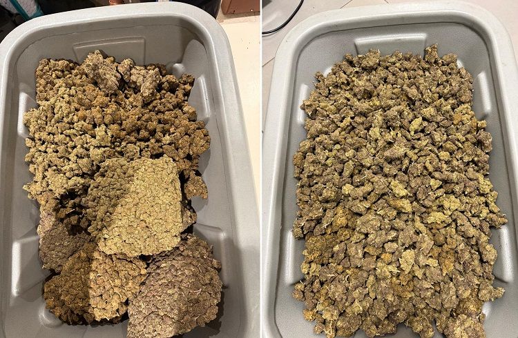 CRIME NEWS: ಬೆಂಗಳೂರು ವಿಮಾನ ನಿಲ್ದಾಣದಲ್ಲಿ ಕಸ್ಟಮ್ಸ್ ಅಧಿಕಾರಿಗಳಿಂದ 6.97 ಕೋಟಿಯ ‘ಹೈಡ್ರೋಪೋನಿಕ್ ಗಾಂಜಾ’ ಸೀಜ್