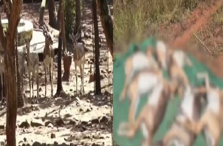 BREAKING : ರಾಣಿ ಚೆನ್ನಮ್ಮ ಮೃಗಾಲಯದಲ್ಲಿ 28 ಕೃಷ್ಣ ಮೃಗಗಳ ನಿಗೂಢ ಸಾವು : ತನಿಖೆಗೆ ಸಚಿವ ಈಶ್ವರ್ ಖಂಡ್ರೆ ಆದೇಶ