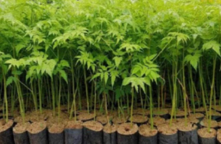 ಸಣ್ಣ ಹೂಡಿಕೆ – ದೊಡ್ಡ ಲಾಭ : ಜಸ್ಟ್ 10 ರೂಪಾಯಿಯ ಈ ಸಸ್ಯ ಬೆಳೆಸಿ ಮಾರಾಟ ಮಾಡಿದ್ರೆ ಕೋಟ್ಯಾಧಿಪತಿ ಆಗಬಹುದು.!