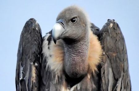 4 ದೇಶಗಳಿಗೆ ಹಾರಾಟ ನಡೆಸಿ, 15,000 ಕಿಲೋಮೀಟರ್ ದೂರ ಕ್ರಮಿಸಿ, ಭಾರತಕ್ಕೆ ಮರಳಿದ ‘ರಣಹದ್ದು’