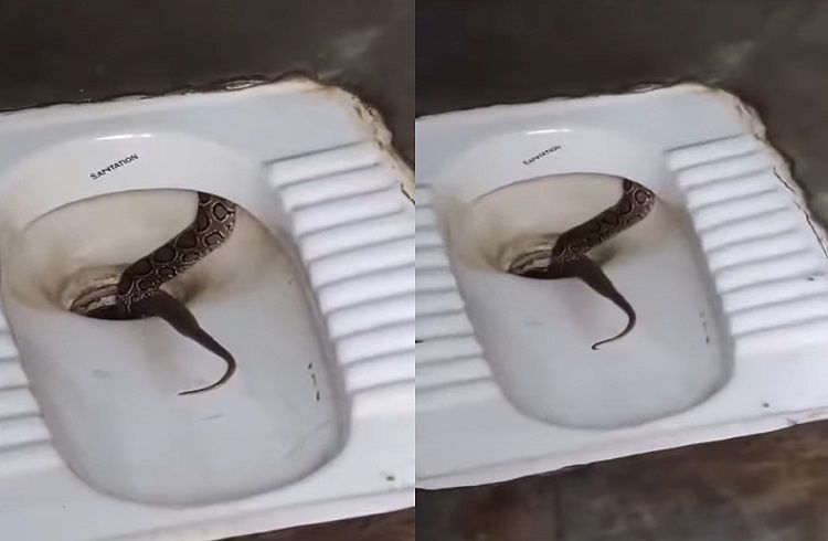 SHOCKING : `ಟಾಯ್ಲೆಟ್ ಕಮೋಡ್’ನಲ್ಲಿ ಅಡಗಿ ಕುಳಿತ ವಿಷಕಾರಿ ಹಾವು : ವಿಡಿಯೋ ವೈರಲ್ | WATCH VIDEO