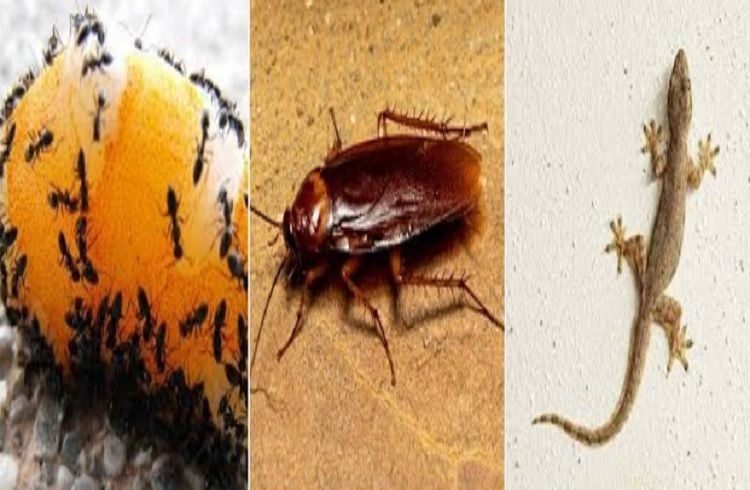 ಜಸ್ಟ್ 1 ರೂ. ಖರ್ಚಿನಲ್ಲಿ ನಿಮ್ಮ ಮನೆಯಲ್ಲಿರುವ ಜಿರಳೆ, ಹಲ್ಲಿ, ಇರುವೆಗಳನ್ನು ಈ ರೀತಿ ಓಡಿಸಿ.!