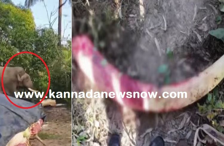 BIG NEWS: ‘ಕಾಡಾನೆ ಭೀಮ’ ಸೆರೆ ಕಾರ್ಯಾಚರಣೆ ವೇಳೆ ಒಂದು ‘ದಂತ ಕಟ್’: ಉಪಟಳ ನೀಡ್ತಿದ್ದ ‘ಆನೆ ನರಳಾಟ’