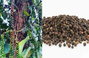 ಇದು ‘ಕರಿ ಮೆಣಸು’ ಬೆಳೆ ನಿರ್ವಹಣೆಯ ಮಹತ್ವದ ವಿಧಾನ