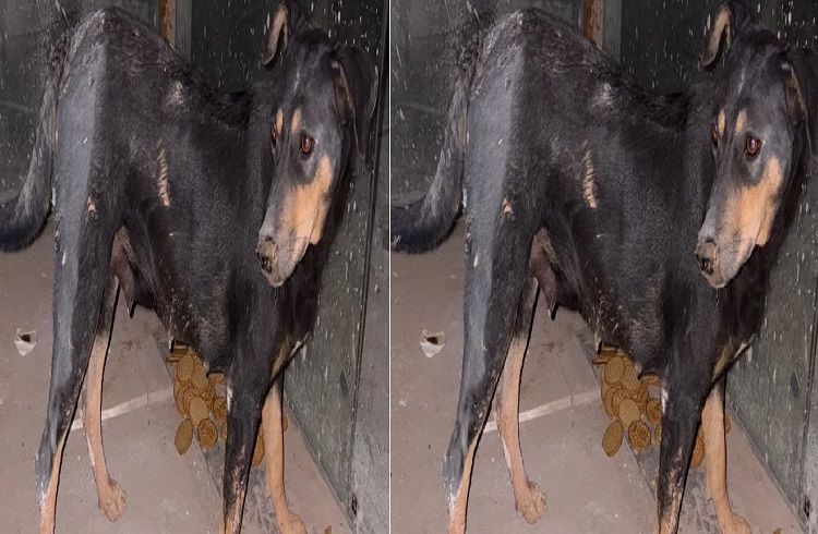 SHOCKING : ಬೆಂಗಳೂರಿನಲ್ಲಿ `ಪೈಶಾಚಿಕ ಕೃತ್ಯ’ : ವಿಕೃತ ಕಾಮಿಗಳಿಂದ ಬೀದಿನಾಯಿ ಮೇಲೆ `ಗ್ಯಾಂಗ್ ರೇಪ್’.!