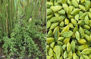 ಈ ವಿಧಾನ ಅನುಸರಿಸಿ ‘ಏಲಕ್ಕಿ’ ಬೆಳೆಯಿರಿ | Grow cardamom