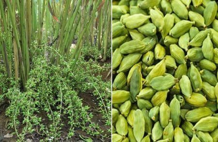 ಈ ವಿಧಾನ ಅನುಸರಿಸಿ ‘ಏಲಕ್ಕಿ’ ಬೆಳೆಯಿರಿ | Grow cardamom