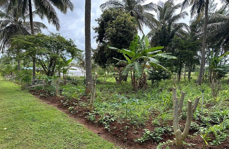 ರೈತರಿಗೆ ಉಪಯುಕ್ತ ಮಾಹಿತಿ: ಕೃಷಿಯಲ್ಲಿ ಈ ಸಲಹೆ ಪಾಲಿಸಿ, ಅತ್ಯುತ್ತಮ ಇಳುವರಿ ಪಡೆಯಿರಿ