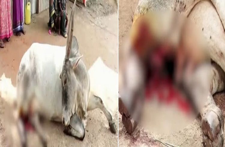 SHOCKING : ರಾಜ್ಯದಲ್ಲಿ ಮತ್ತೊಂದು `ರಾಕ್ಷಸಿ ಕೃತ್ಯ’ : ದೇವರಿಗೆ ಬಿಟ್ಟ `ಗೋವಿನ ಕಾಲು’ ಕೊಡಲಿಯಿಂದ ಕಡಿದ ಪಾಪಿಗಳು.!