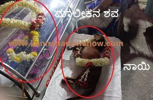 BIG NEWS: ರಾಜ್ಯದಲ್ಲೊಂದು ‘ಹೃದಯ ವಿದ್ರಾವಕ’ ಘಟನೆ: ಮಾಲೀಕನ ಸಾವಿನಿಂದ ನೊಂದು ‘ಪ್ರಾಣಬಿಟ್ಟ ಶ್ವಾನ’
