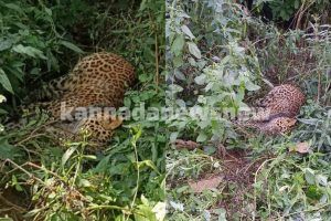 ಶಿವಮೊಗ್ಗ: ಶಿರಾಳಕೊಪ್ಪದ ವಲಯ ವ್ಯಾಪ್ತಿಯಲ್ಲಿ ಕೊಳೆತ ಸ್ಥಿತಿಯಲ್ಲಿ ಚಿರತೆ ಪತ್ತೆ