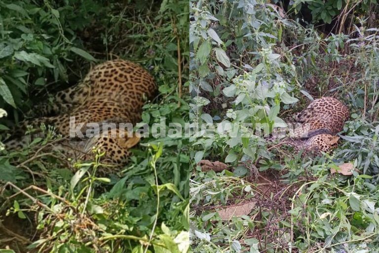 ಶಿವಮೊಗ್ಗ: ಶಿರಾಳಕೊಪ್ಪದ ವಲಯ ವ್ಯಾಪ್ತಿಯಲ್ಲಿ ಕೊಳೆತ ಸ್ಥಿತಿಯಲ್ಲಿ ಚಿರತೆ ಪತ್ತೆ