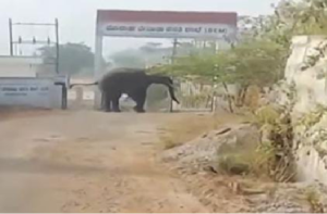 ಬೆಂಗಳೂರಲ್ಲೂ ಹೆಚ್ಚಾದ ಕಾಡಾನೆ ಹಾವಳಿ : ಮೊರಾರ್ಜಿ ವಸತಿ ಶಾಲೆ ಆವರಣಕ್ಕೆ ನುಗ್ಗಿದ ಕಾಡಾನೆ, ಬೆಚ್ಚಿಬಿದ್ದ ಮಕ್ಕಳು!