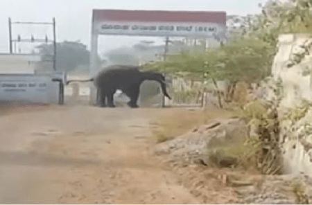 ಬೆಂಗಳೂರಲ್ಲೂ ಹೆಚ್ಚಾದ ಕಾಡಾನೆ ಹಾವಳಿ : ಮೊರಾರ್ಜಿ ವಸತಿ ಶಾಲೆ ಆವರಣಕ್ಕೆ ನುಗ್ಗಿದ ಕಾಡಾನೆ, ಬೆಚ್ಚಿಬಿದ್ದ ಮಕ್ಕಳು!