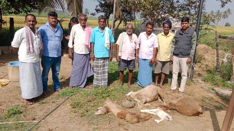 ಮಂಡ್ಯದ ಮದ್ದೂರಿನಲ್ಲಿ ಚಿರತೆಯ ಅಟ್ಟಹಾಸಕ್ಕೆ 6 ಕುರಿಗಳು ಬಲಿ!