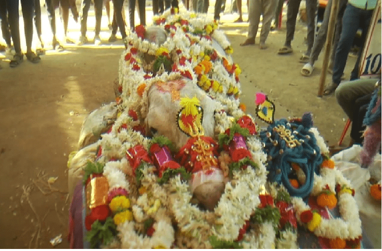 SHOCKING : ಹಾವೇರಿಯಲ್ಲಿ ‘KDM’ ಕಿಂಗ್ ಎಂದೇ ಹೆಸರುವಾಸಿಯಾಗಿದ್ದ ಹೋರಿ ‘ಹೃದಯಾಘಾತದಿಂದ’ ಸಾವು!