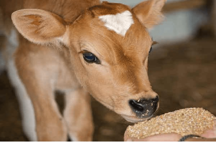 SHOCKING : ರಾಜ್ಯದಲ್ಲಿ ಮತ್ತೊಂದು ಘೋರ ಕೃತ್ಯ : ಗದಗದಲ್ಲಿ ಶಿರಚ್ಚೇದನ ಮಾಡಿದ ಕರುವಿನ ಮೃತದೇಹ ಪತ್ತೆ!