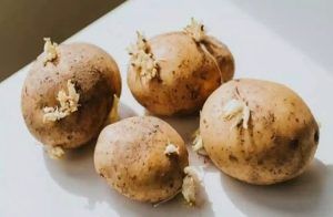 ALERT : ಅಪ್ಪಿತಪ್ಪಿಯೂ ಮೊಳಕೆಯೊಡೆದ `ಆಲೂಗಡ್ಡೆ’ ತಿನ್ನಬೇಡಿ : ಈ ಆರೋಗ್ಯ ಸಮಸ್ಯೆ ಬರಬಹುದು ಎಚ್ಚರ.!