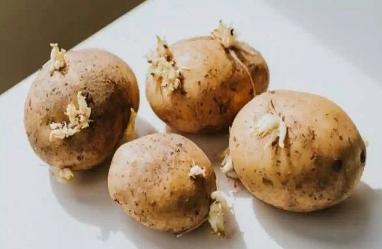 ALERT : ಅಪ್ಪಿತಪ್ಪಿಯೂ ಮೊಳಕೆಯೊಡೆದ `ಆಲೂಗಡ್ಡೆ’ ತಿನ್ನಬೇಡಿ : ಈ ಆರೋಗ್ಯ ಸಮಸ್ಯೆ ಬರಬಹುದು ಎಚ್ಚರ.!