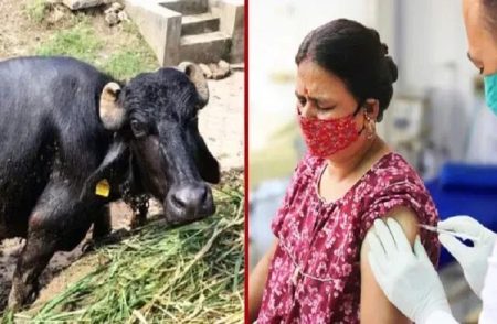 SHOCKING : ನಾಯಿ ಕಚ್ಚಿ ಎಮ್ಮೆಗೆ `ರೇಬಿಸ್’ ಸೋಂಕು : ಮೊಸರು ತಿಂದ 200 ಗ್ರಾಮಸ್ಥರಿಗೆ ಲಸಿಕೆ.!