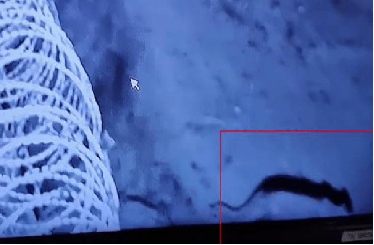 ಮೈಸೂರಿನ ಬೆಮೆಲ್ ಕಾರ್ಖಾನೆಯಲ್ಲಿ ಮತ್ತೆ ಹುಲಿ ಪ್ರತ್ಯಕ್ಷ : ಸ್ಥಳೀಯರಲ್ಲಿ ಹೆಚ್ಚಿದ ಆತಂಕ