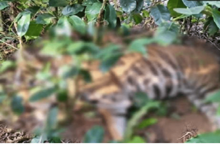 BIG NEWS : ಕೊಡಗಿನಲ್ಲಿ ತೋಟಕ್ಕೆ ಹಾಕಿದ್ದ ಉರುಳಿಗೆ ಸಿಲುಕಿ ಹುಲಿ ದಾರುಣ ಸಾವು!