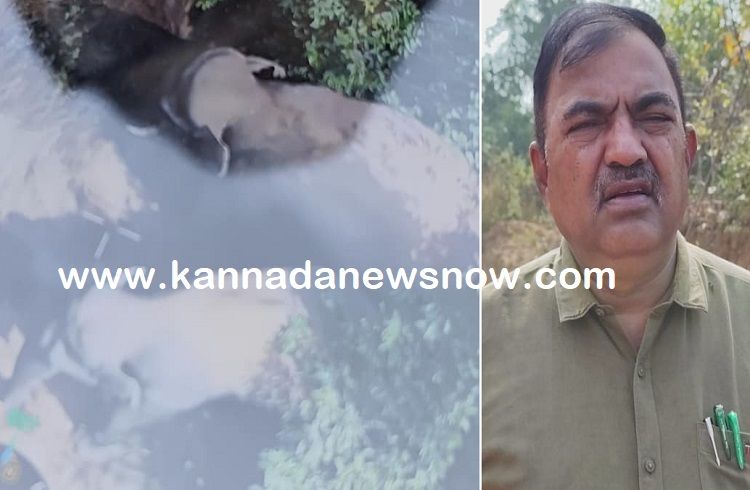 ಶಿವಮೊಗ್ಗ: ಒಂದೇ ದಿನಕ್ಕೆ ಸೊರಬದ ಉಳವಿಯಿಂದ ಅಂಬಲಿಗೋಳ ತಲುಪಿದ ಕಾಡಾನೆ, ನಾಳೆ ಶೆಟ್ಟಿಹಳ್ಳಿ ಕಡೆಗೆ ಕಾರ್ಯಾಚರಣೆ