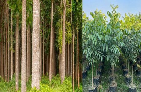 Business Idea : ರೈತರೇ ಗಮನಿಸಿ : ಈ ಮರಗಳನ್ನು ಬೆಳೆದು ಕೋಟಿಗಟ್ಟಲೆ ಲಾಭ ಗಳಿಸಿ.!