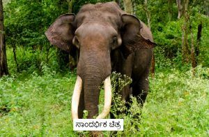 ಶಿವಮೊಗ್ಗ: ಸೊರಬ ತಾಲ್ಲೂಕಿನ ತ್ಯಾಗರ್ತಿಯಲ್ಲಿ ‘ಒಂಟಿ ಸಲಗ’ ಪ್ರತ್ಯಕ್ಷ