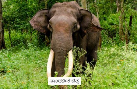 ಶಿವಮೊಗ್ಗ: ಸೊರಬ ತಾಲ್ಲೂಕಿನ ತ್ಯಾಗರ್ತಿಯಲ್ಲಿ ‘ಒಂಟಿ ಸಲಗ’ ಪ್ರತ್ಯಕ್ಷ